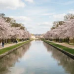 Parc de Sceaux : jardins, floraison des cerisiers et accès en RER