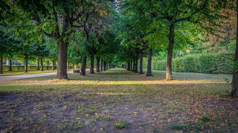 Barbecue au parc des Chanteraines : ce qui est permis et à quel endroit